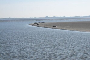 Margem de rio com uma praia de areia e um grupo de barcos.