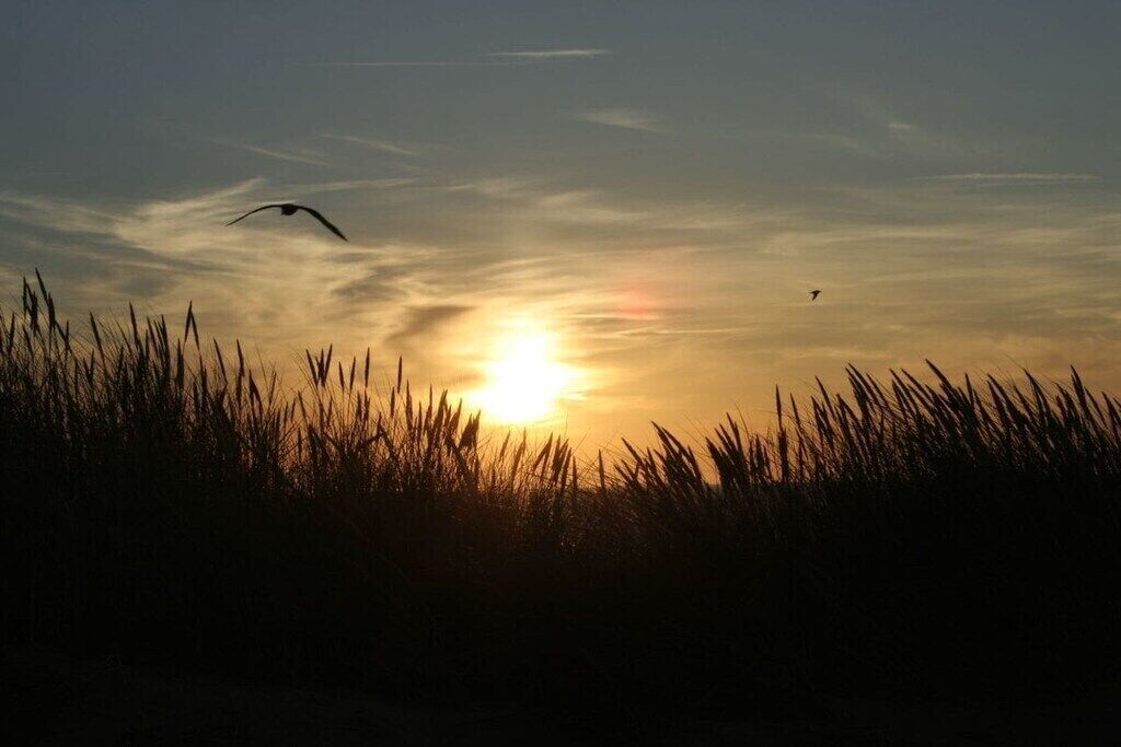Un atardecer con siluetas de hierba y pájaros.