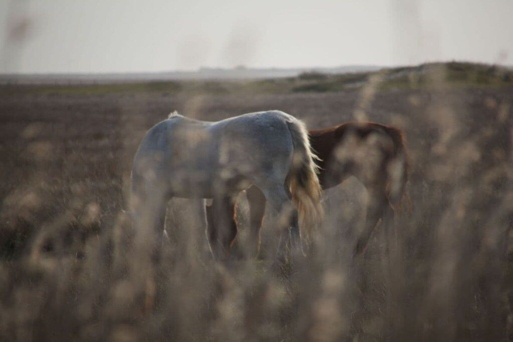 A horse in a field with a clear sky in the background.