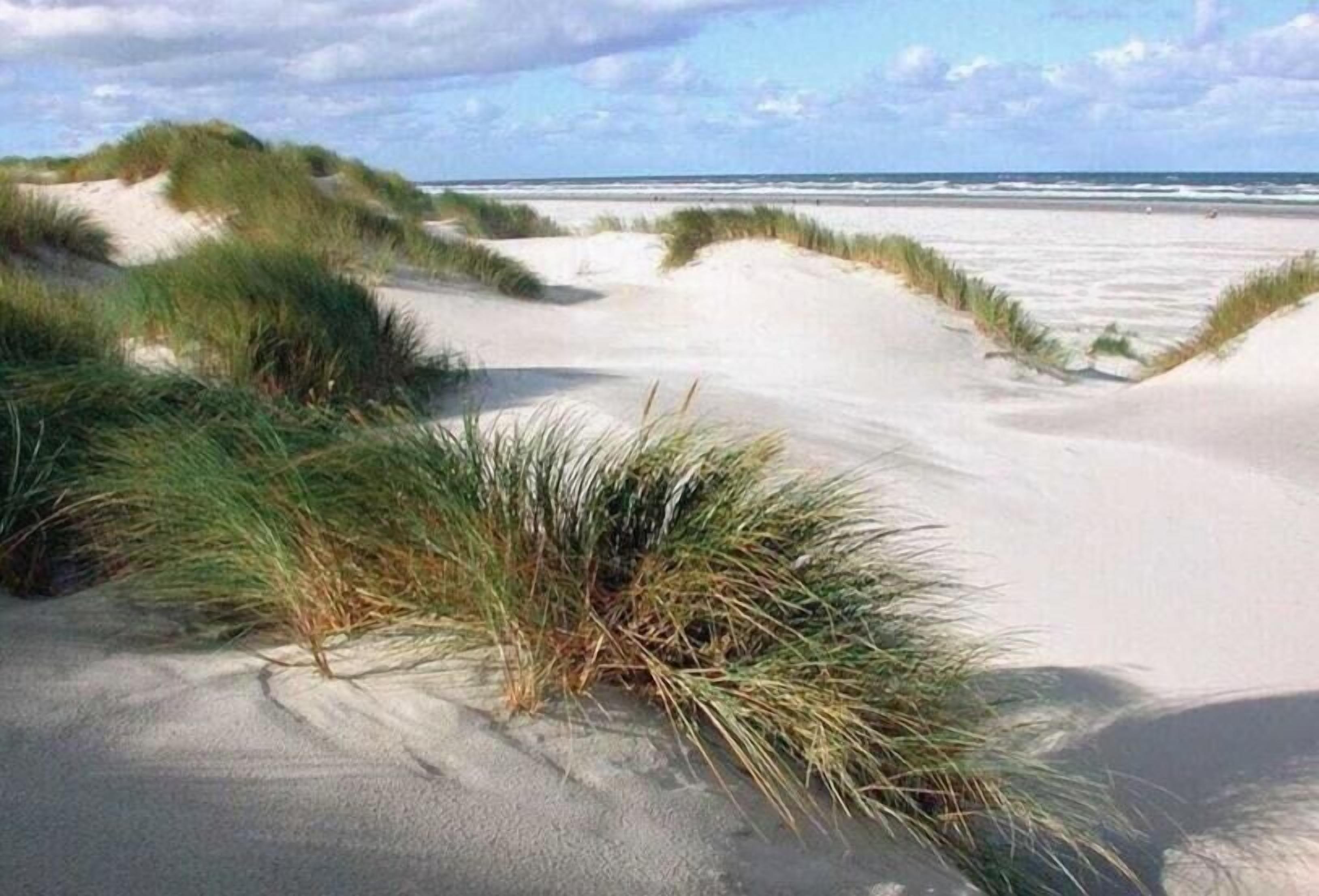 A beach with sand dunes and grass.
