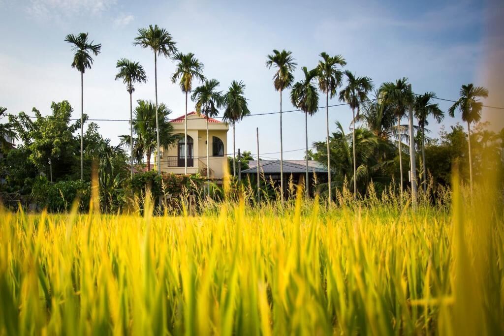 A house surrounded by tall palm trees and a field of yellow crops.