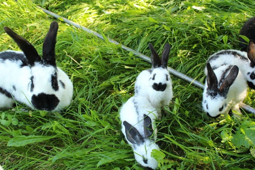 A group of rabbits in a grassy area.