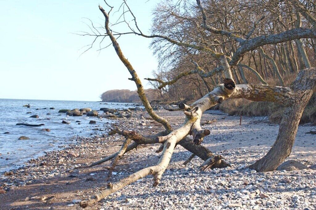 Un paysage naturel avec une côte rocheuse, un arbre abattu et une étendue d’eau en arrière-plan.
