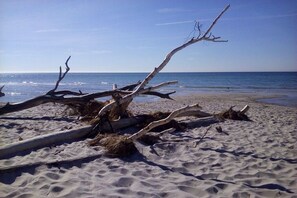 A beach with driftwood and sand. - Holiday apartment with 1 bedroom (Born am Darß)