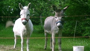 Two donkeys standing in a fenced area with trees in the background. - Holiday home with 1 bedroom (Kurort Oybin)