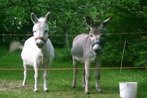 Two donkeys standing in a fenced area with trees in the background. - Holiday home with 1 bedroom (Kurort Oybin)