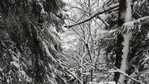 Miscellaneous - Holiday home with 1 bedroom (Kurort Oybin)