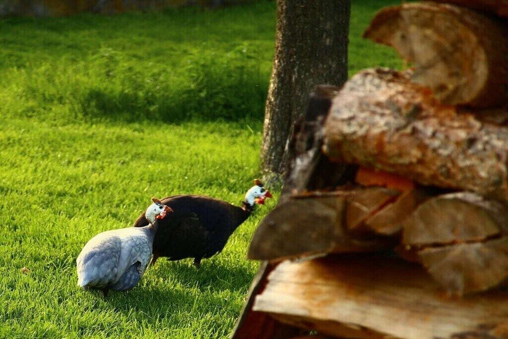 منوع