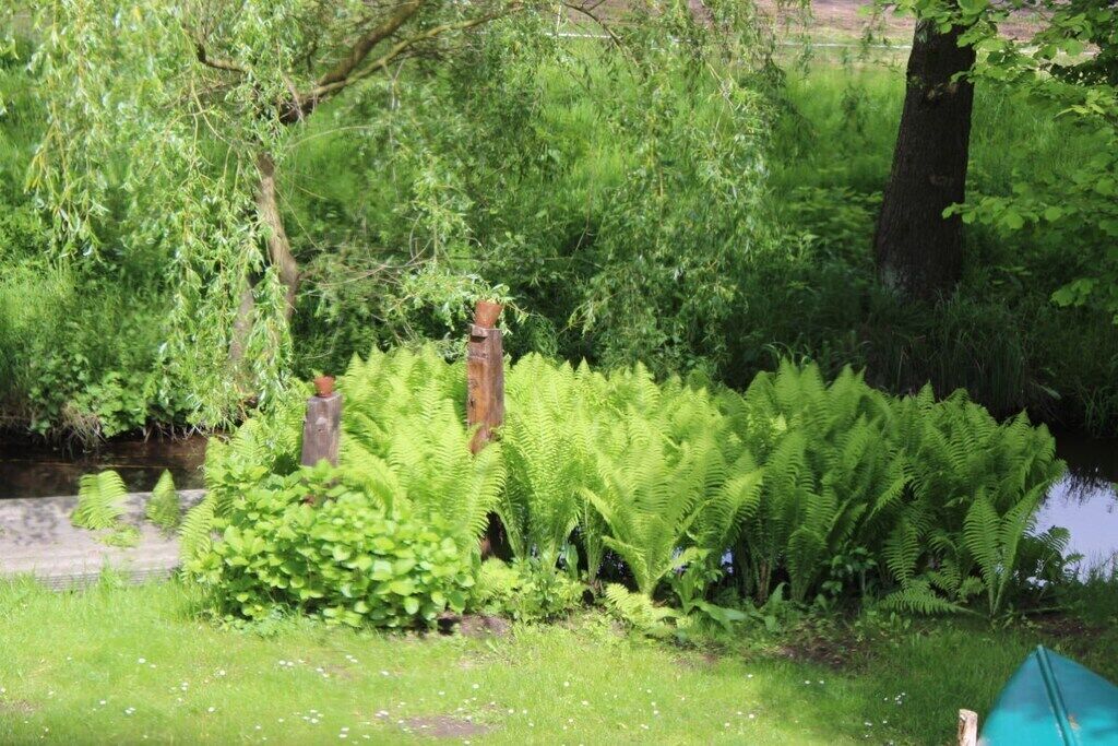A lush garden with dense foliage, a small pond, and a wooden fence.