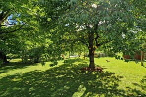 Ein Baum in einer grünen Wiese, im Hintergrund ein Zaun.
