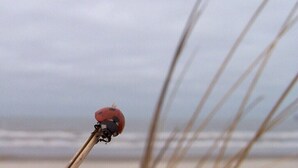 Ein Marienkäfer auf einem Pflanzenstängel, im Hintergrund ein Strand und ein Ozean.