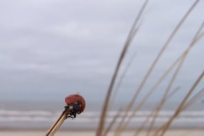 Een lieveheersbeestje op een plantenstengel, met een strand en oceaan op de achtergrond.