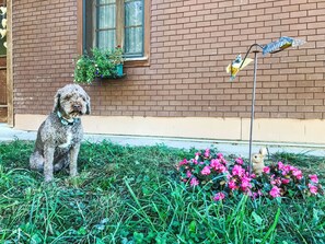 Un perro sentado sobre la hierba frente a un edificio de ladrillo con una ventana y una maceta con flores.