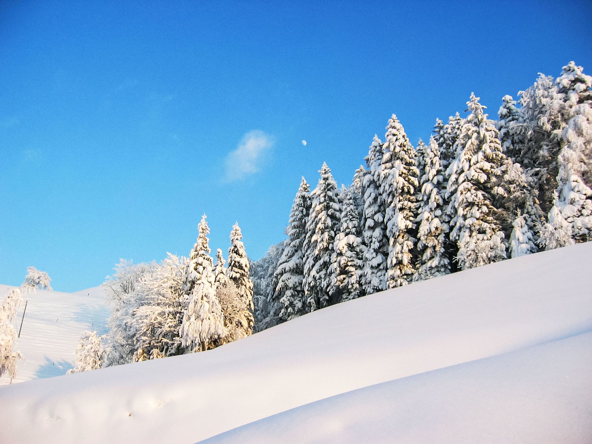 Un paysage enneigé, avec des arbres couverts de neige et un ciel bleu dégagé.