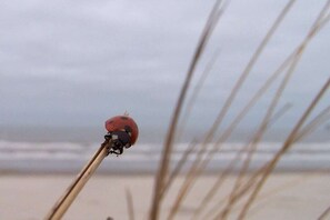 En nyckelpiga sitter på en pinne med en strand och ett hav i bakgrunden.