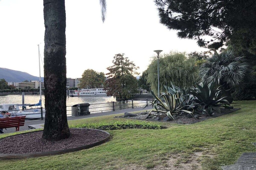 Un parque con un banco, un árbol y una masa de agua al fondo.