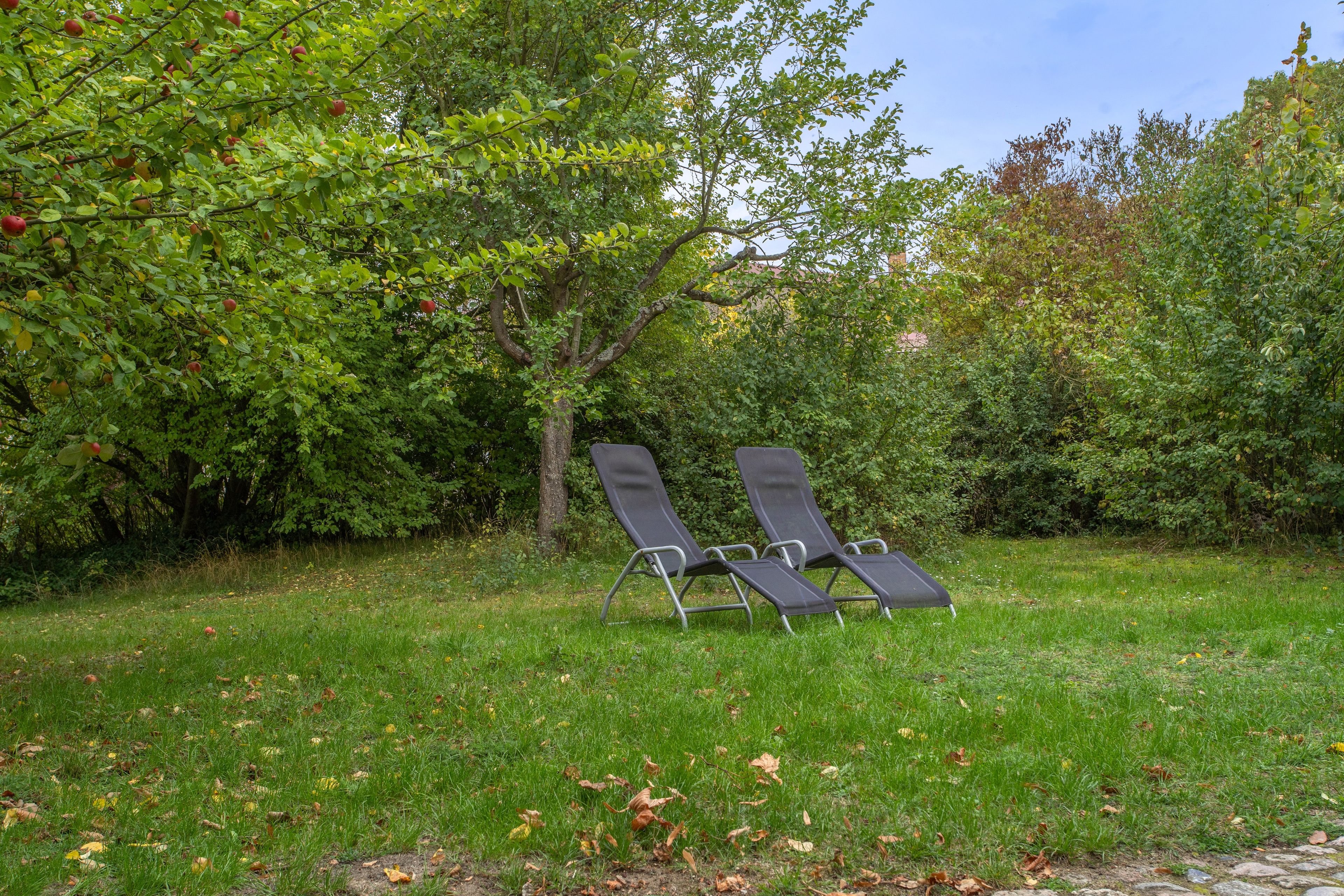 Una zona enjardinada amb dues gandules negres i un arbre al fons.
