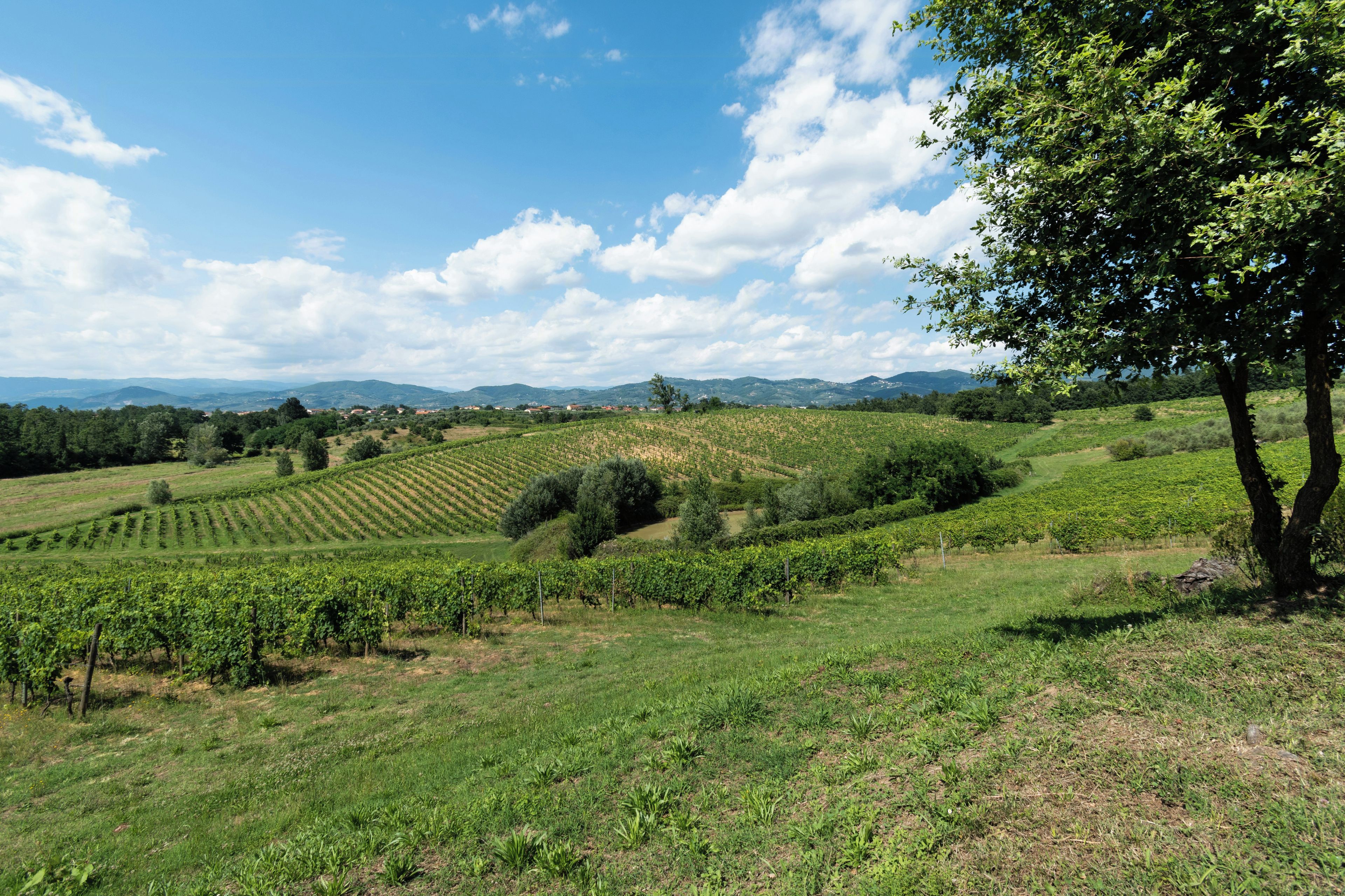 A vineyard with rows of grapevines and a tree in the foreground.