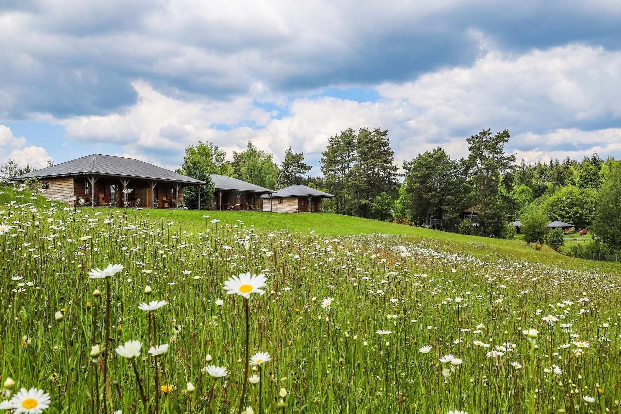 En lantlig fastighet med en stor äng full av prästkragar, trähus och en skog som bildar bakgrunden.