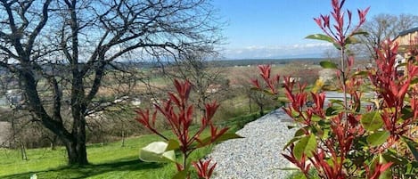 A grassy area with a gravel path, a large tree, and red-leafed plants.