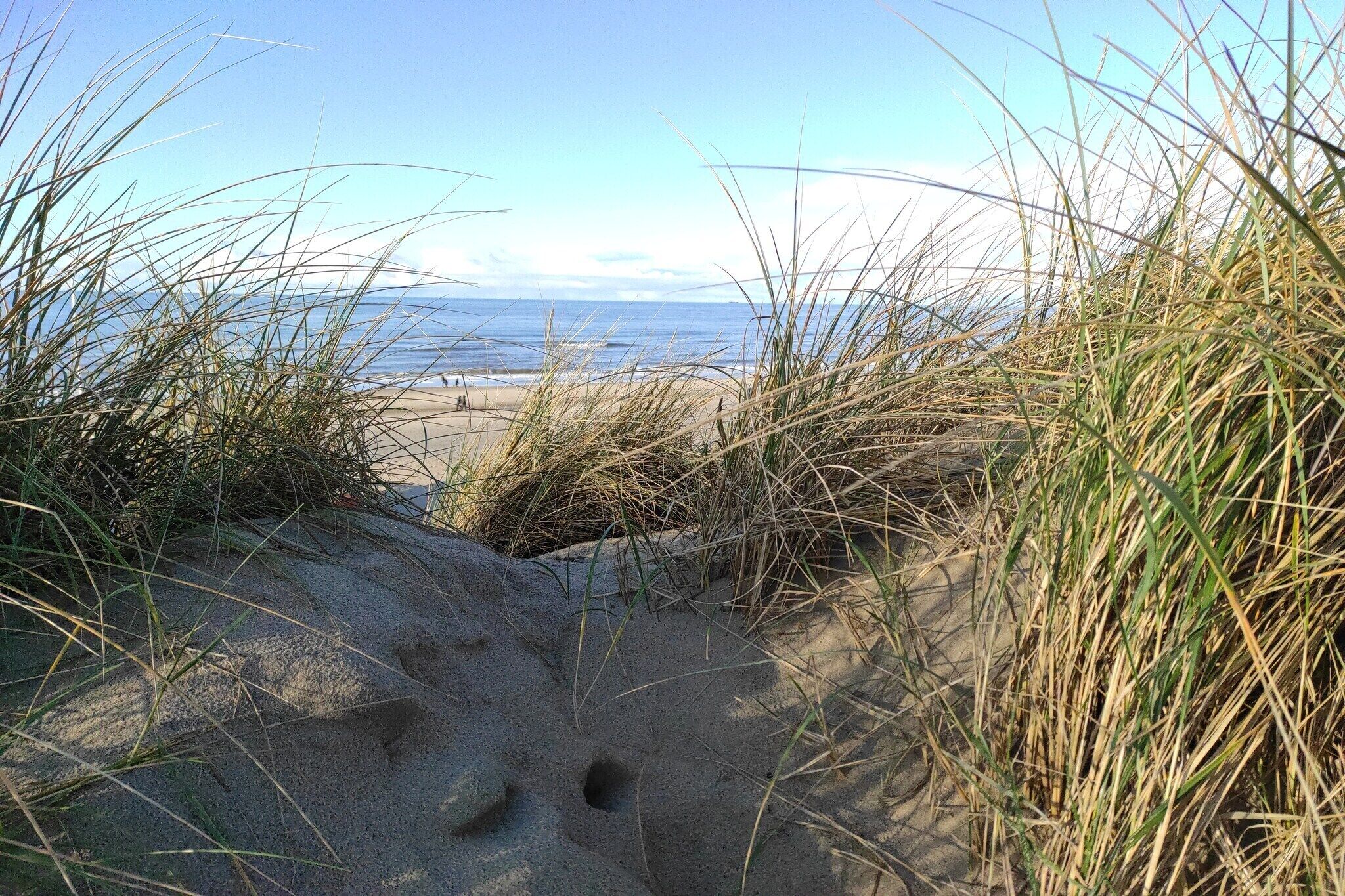 A sandy beach with tall grasses and footprints leading to the water.