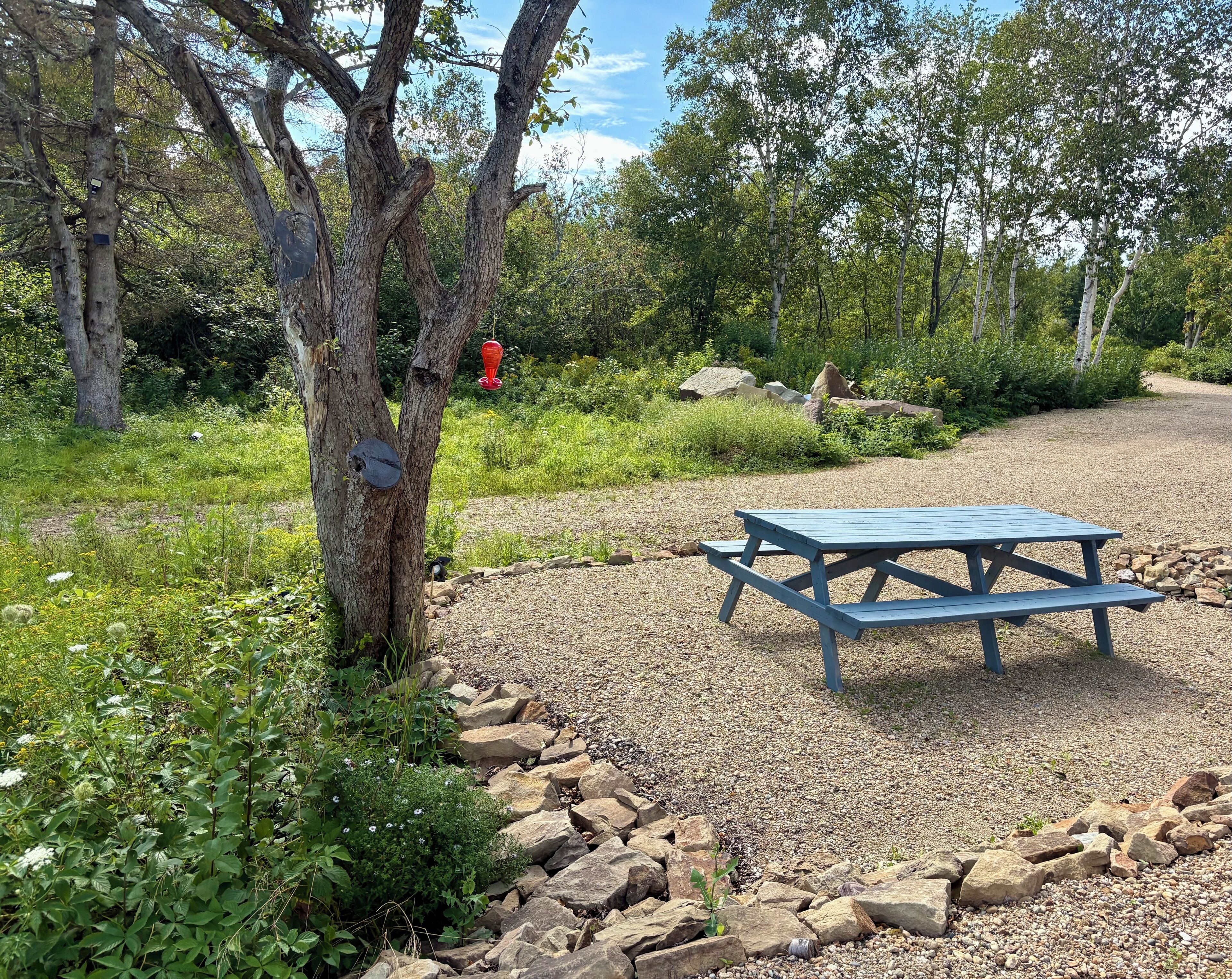 A picnic table in a natural setting with trees and a gravel path.