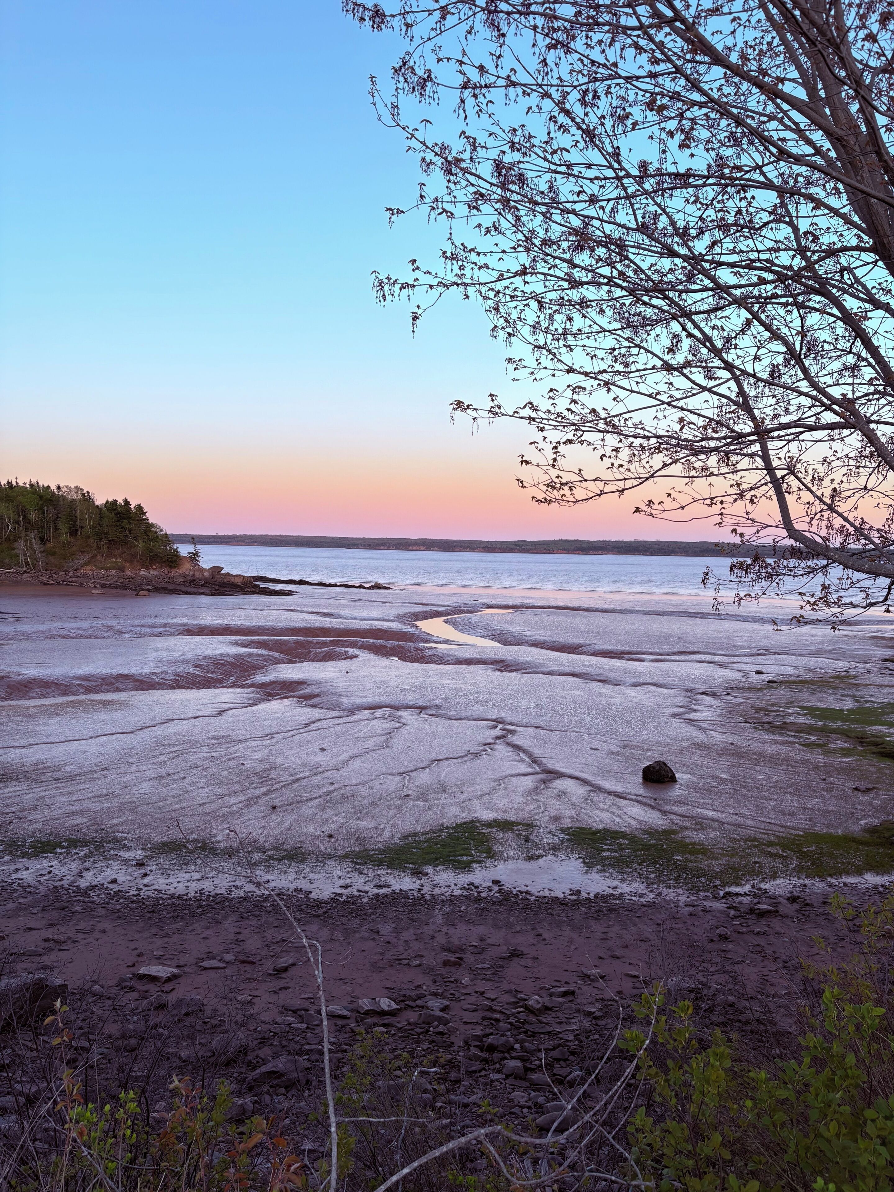 A beach with a tree in the foreground and a clear sky.