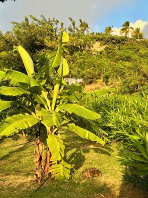 A banana plant with a tortoise on the grass.