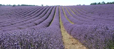 A lavender field with rows of plants.