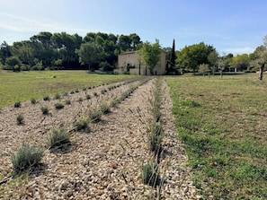 Un paysage rural avec un chemin de gravier menant à un bâtiment, entouré d’arbres et de champs ouverts.