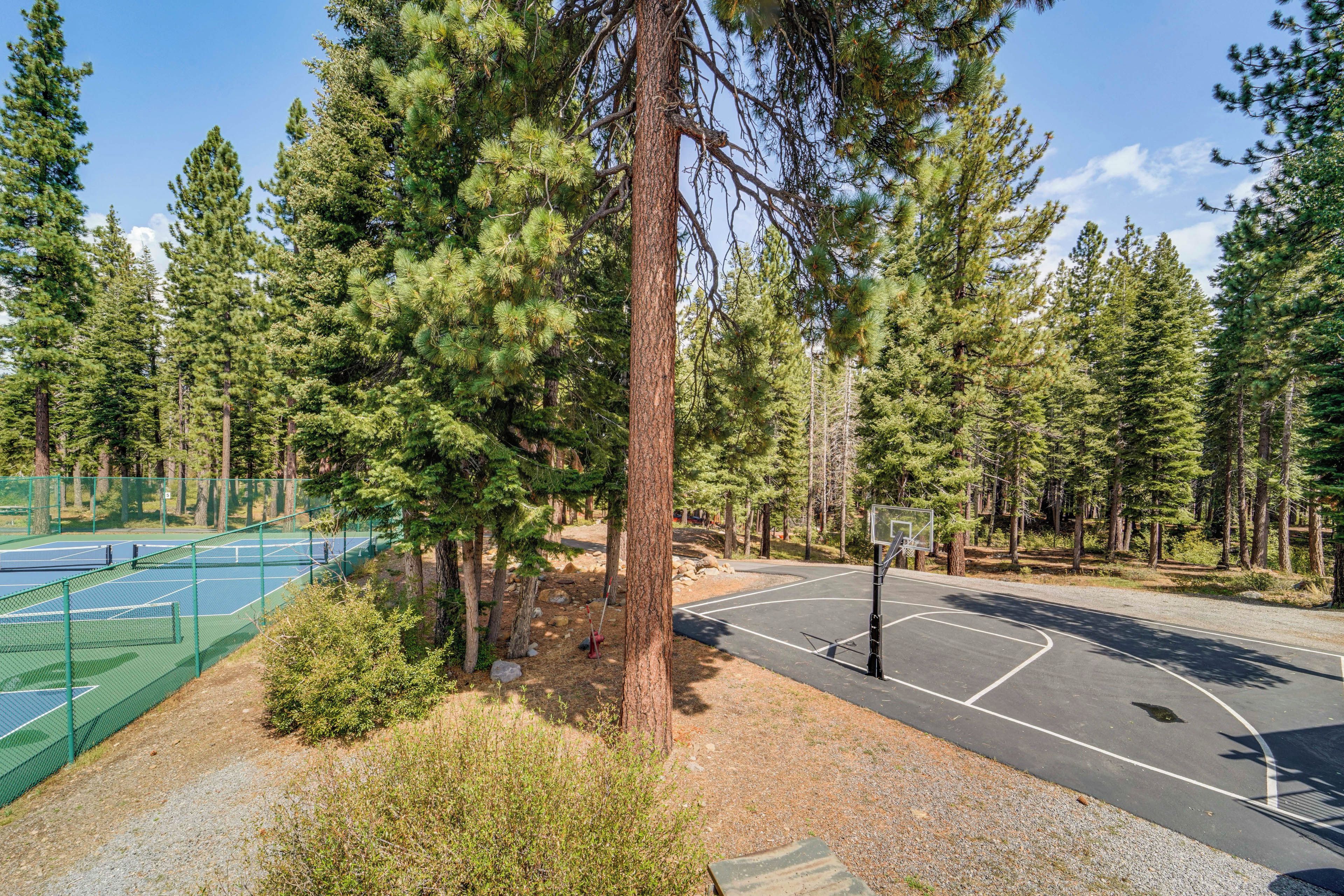 A basketball court surrounded by tall pine trees.