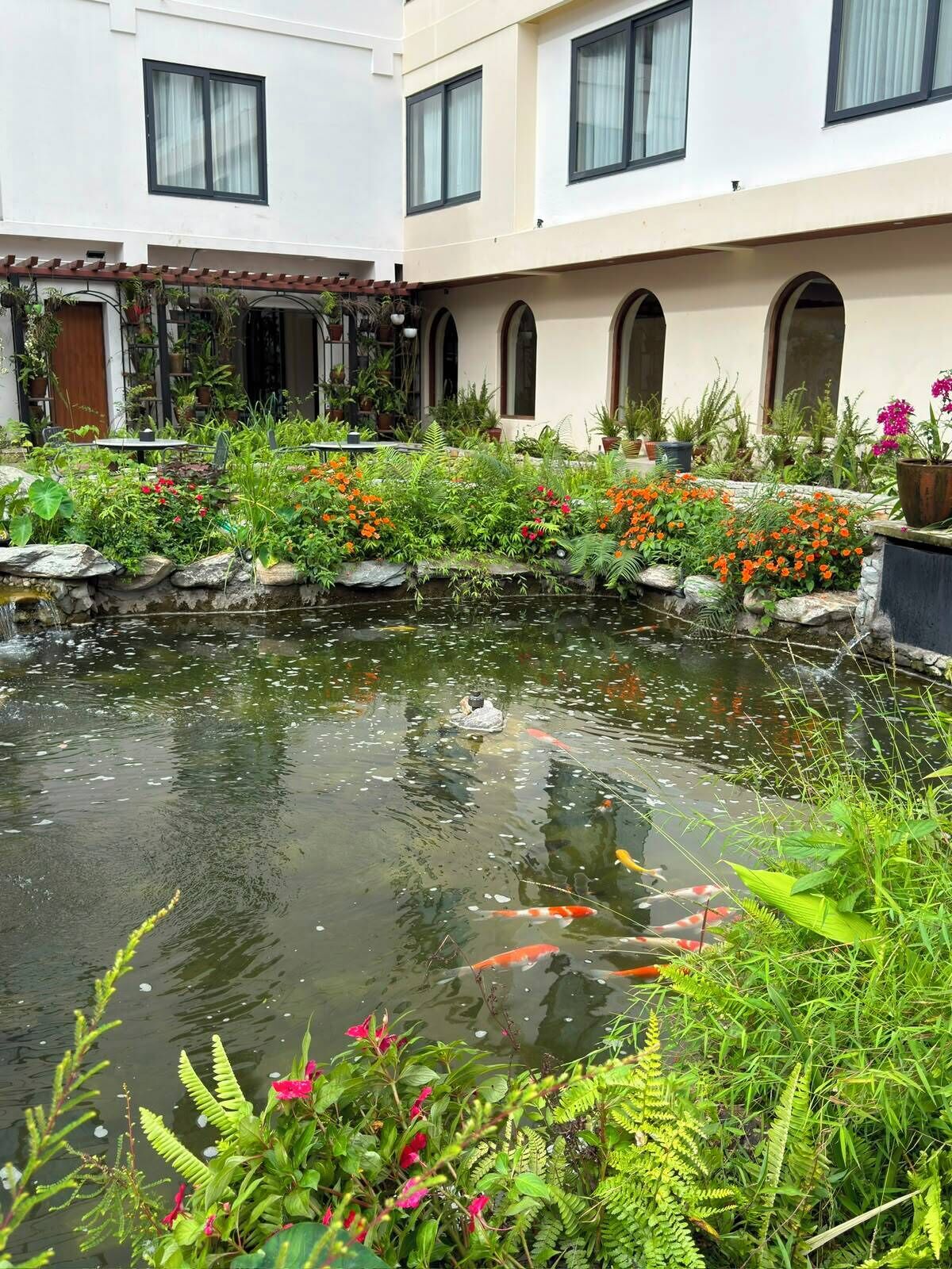 Un patio con estanque de carpas, plantas en macetas y un edificio con ventanas de arco.