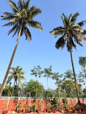 A row of potted plants and palm trees in front of a red wall.