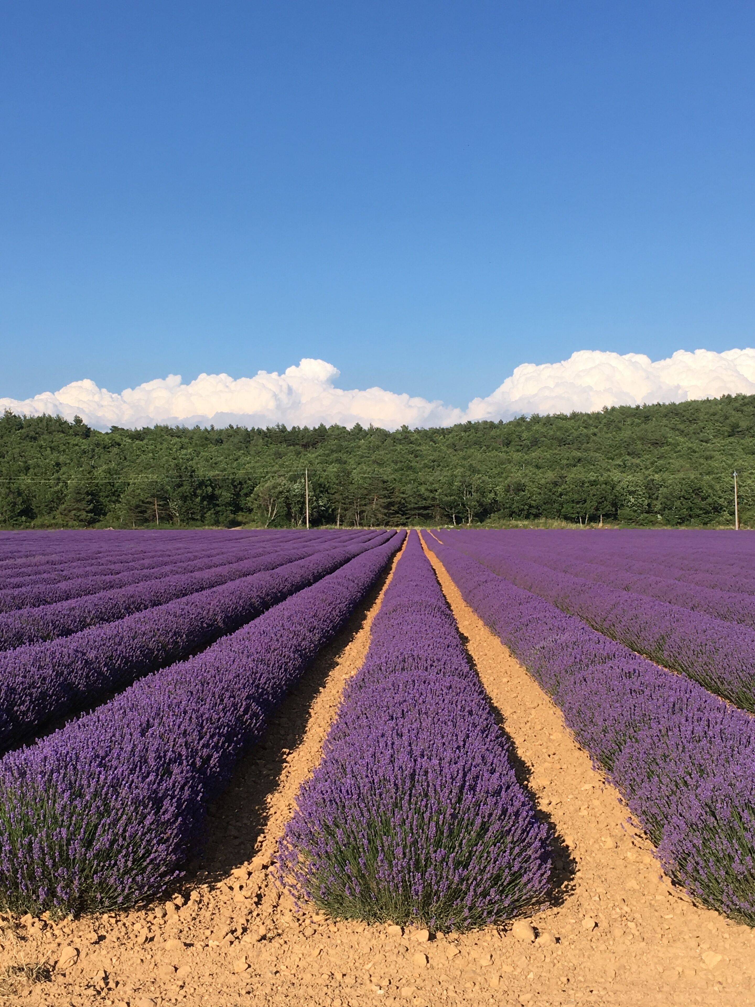 Un campo de lavanda con hileras de plantas y un cielo despejado.