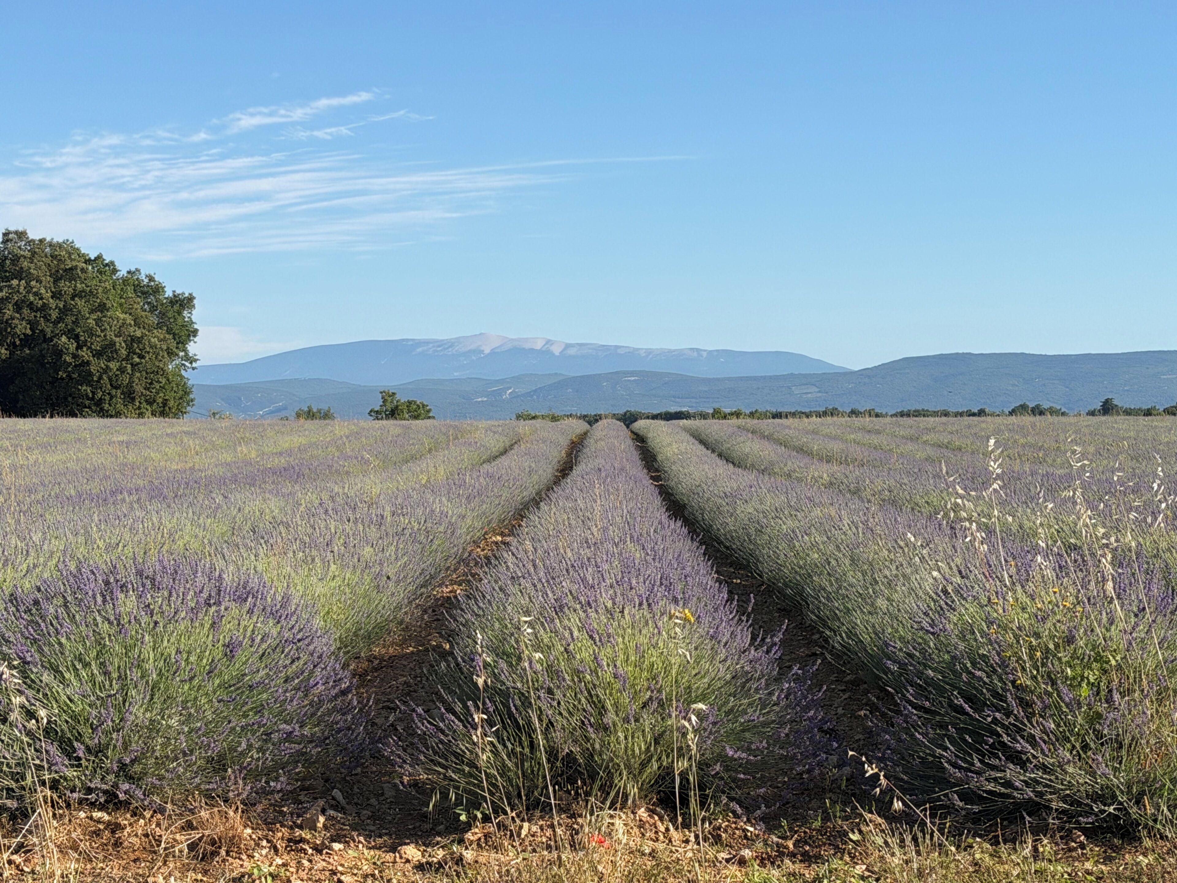 A lavender field with a clear sky and distant mountains.