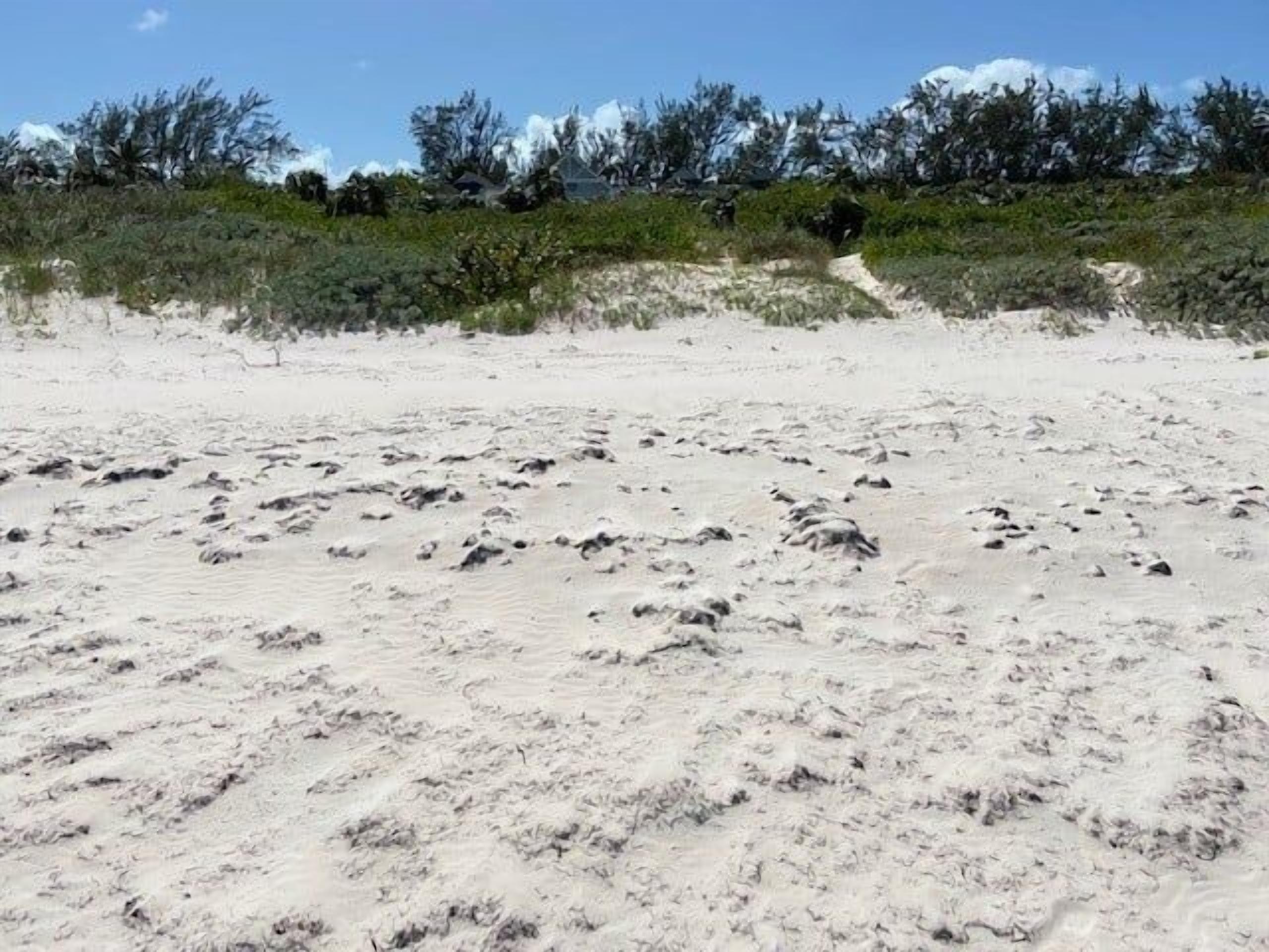 Una playa arenosa con huellas y vegetación escasa al fondo.