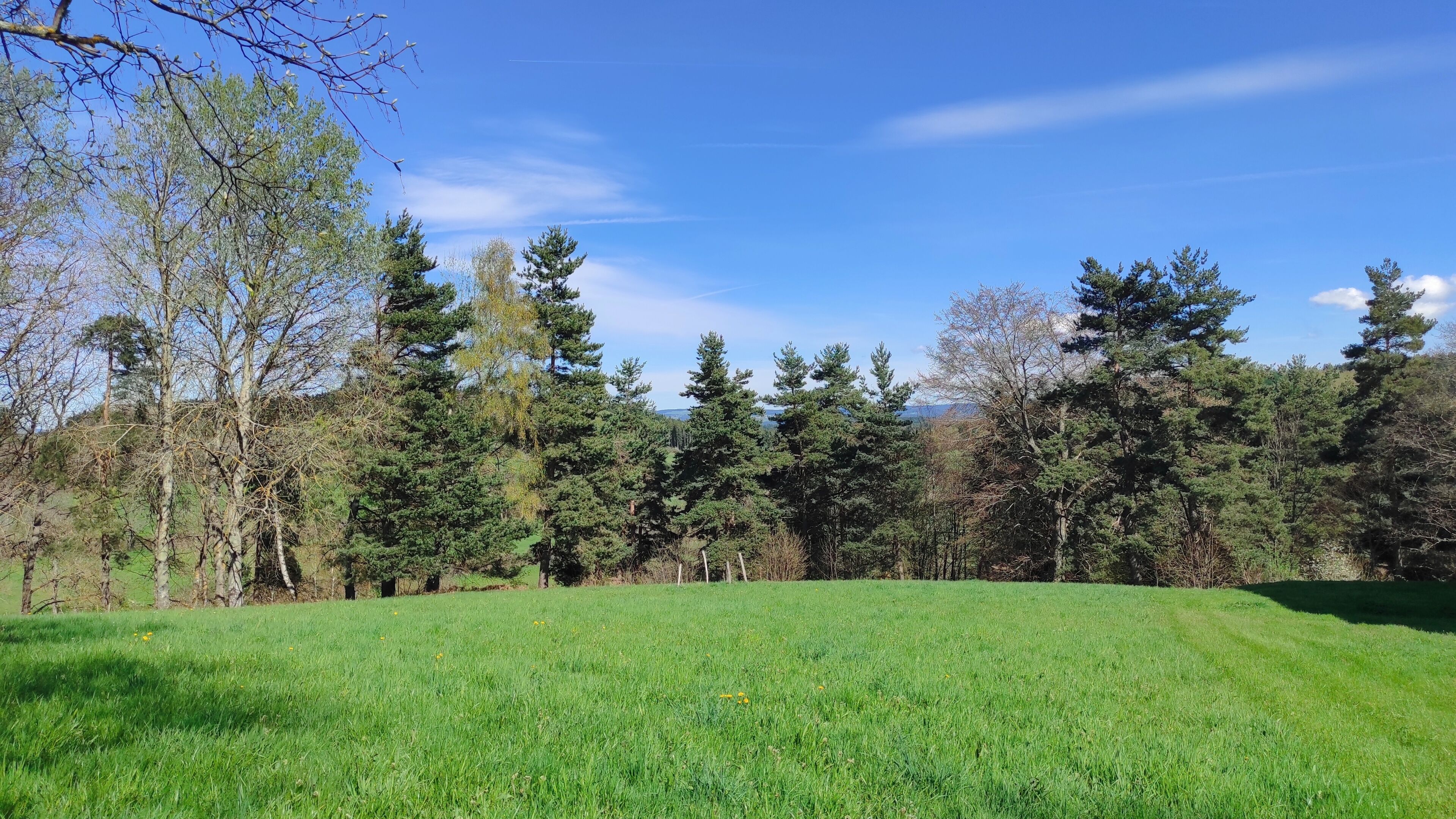 A grassy field with trees and a clear sky.