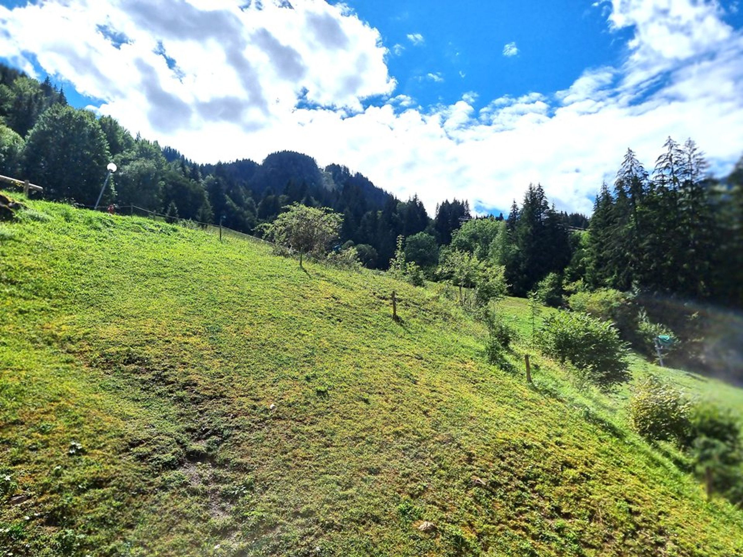 En grönskande sluttning med träd och en klar himmel.