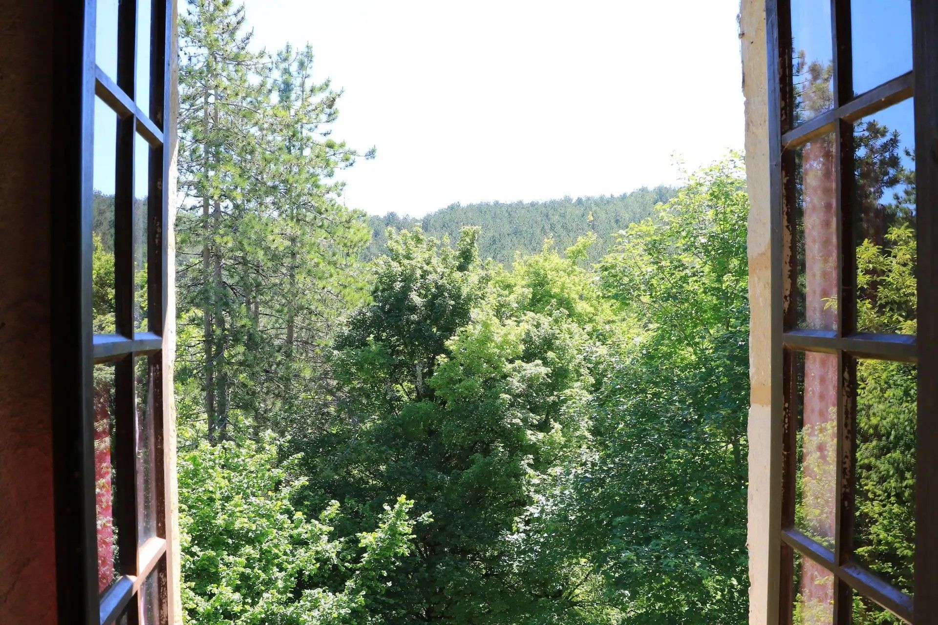 A view through a window with a wooden frame, revealing a dense forest with various trees and a hill in the background.