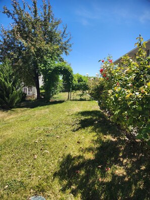 Ein Rasen mit einem Baum, einem Zaun und einem Gebäude im Hintergrund.