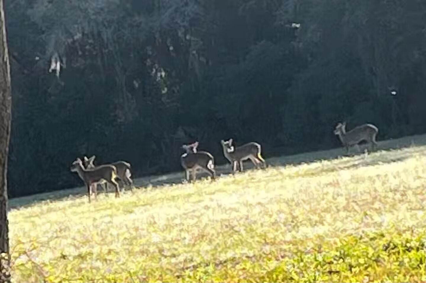A group of deer in a grassy field with trees in the background.