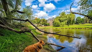A dog on a leash by a calm river with trees and a building in the background.