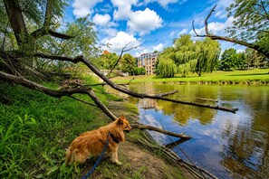 A dog on a leash by a calm river with trees and a building in the background.