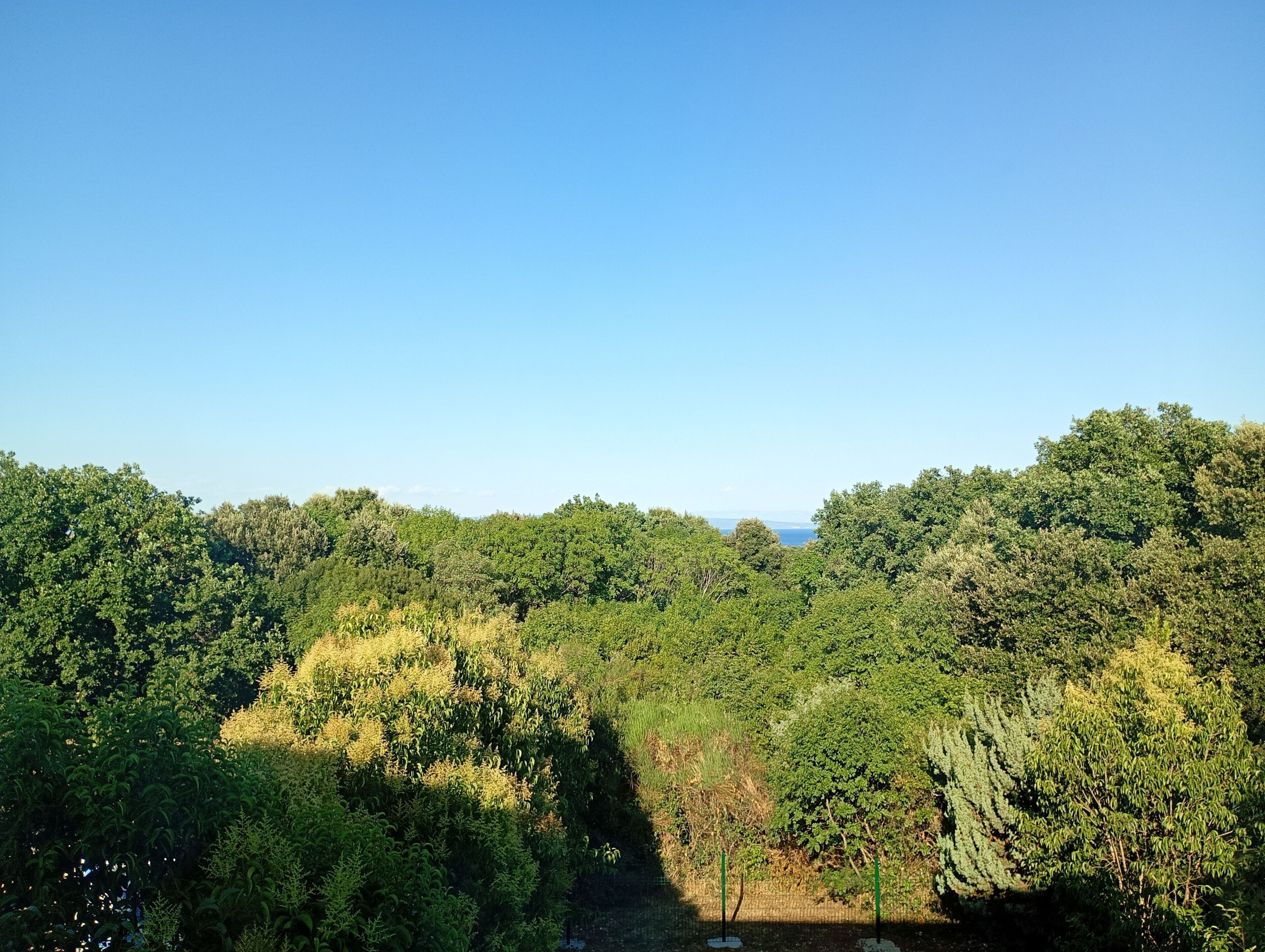 A dense forest with a clear sky.