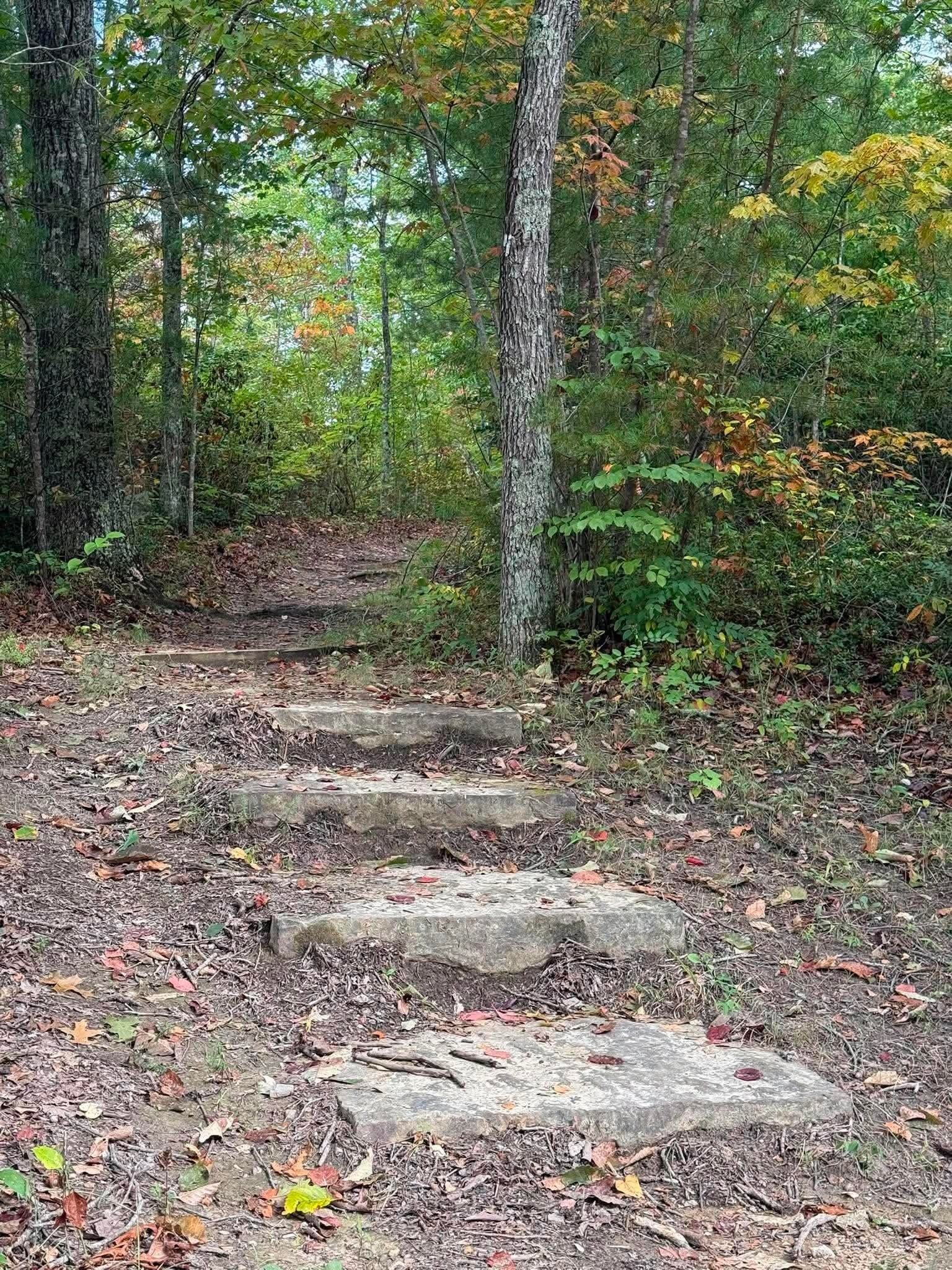 Une zone boisée avec un escalier en pierre qui monte une colline.
