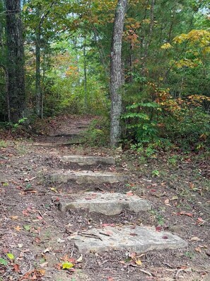 A forested area with a stone staircase leading up a hill.