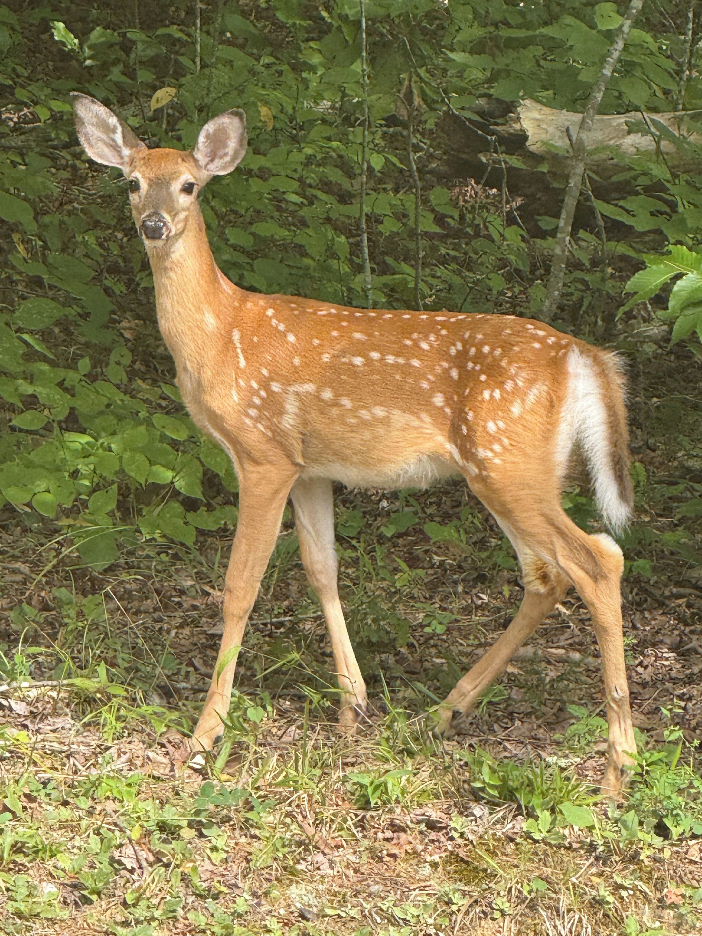 A deer in a natural setting with dense foliage in the background.