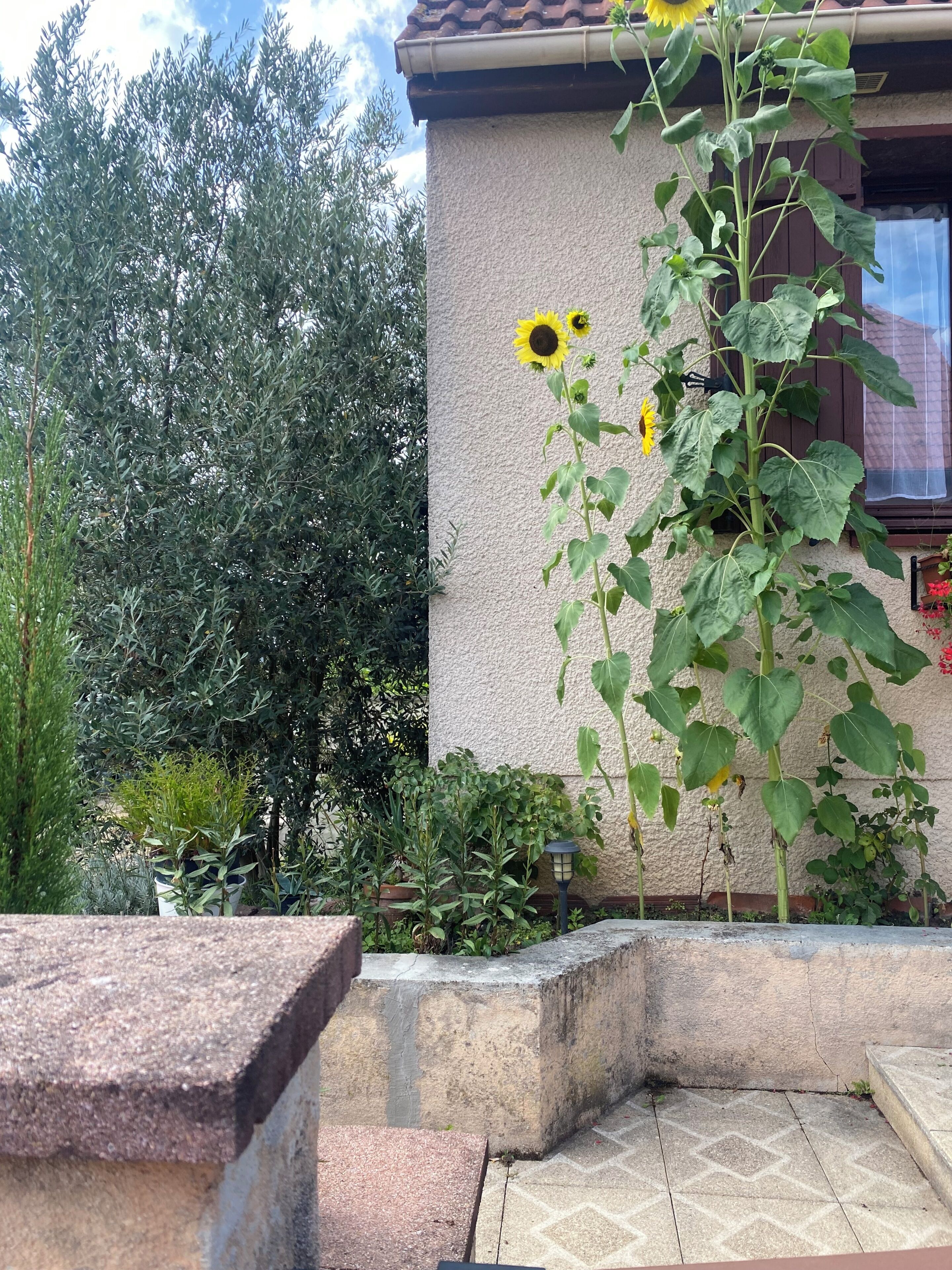 Un jardin avec un tournesol, une plante en pot et un banc en pierre.
