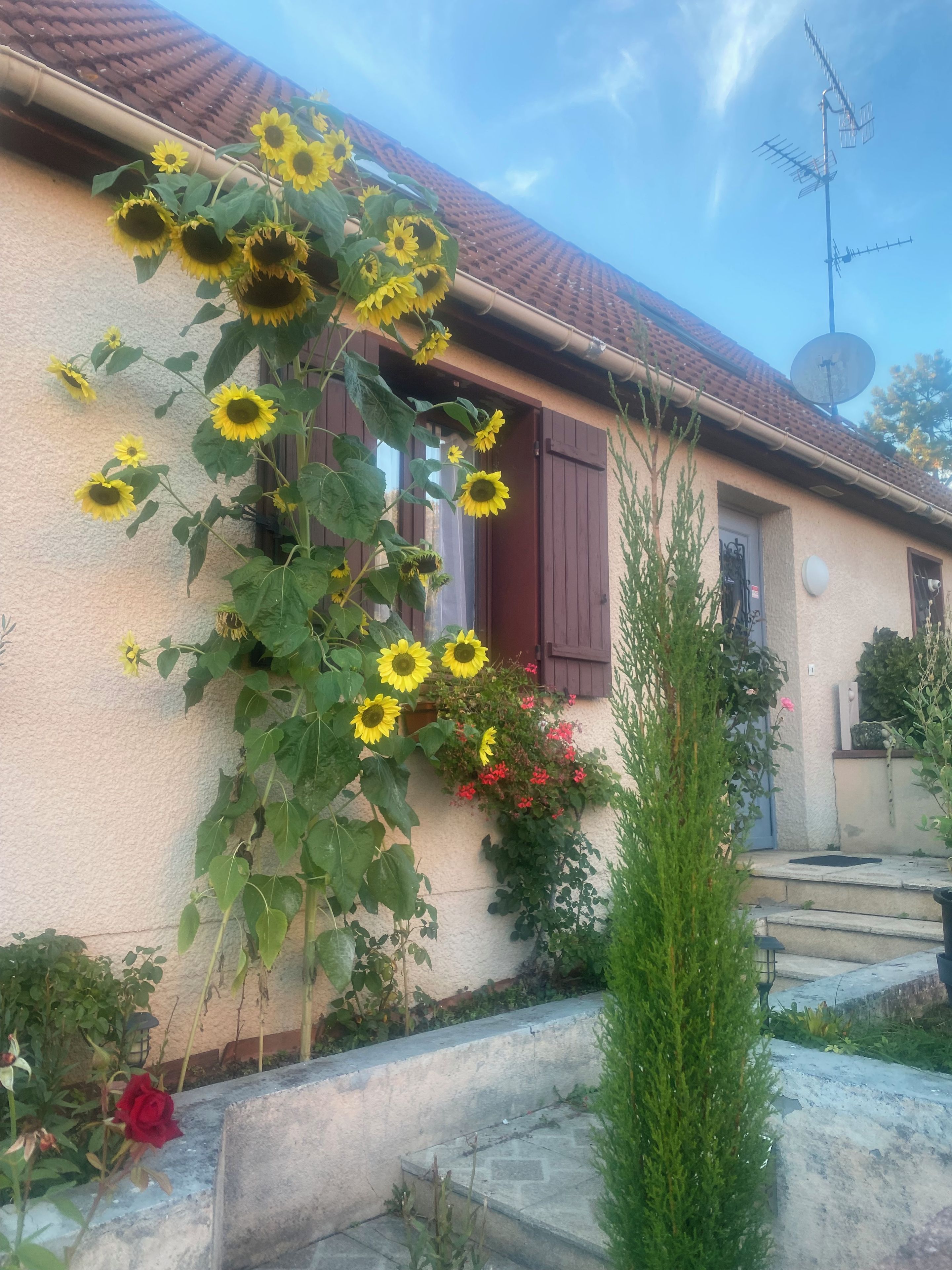 A house with a garden, a satellite dish, and a red door.