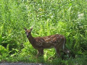 A deer standing in a dense green forest. - Sunset views from quaint lakeside cottage (Port Sydney)